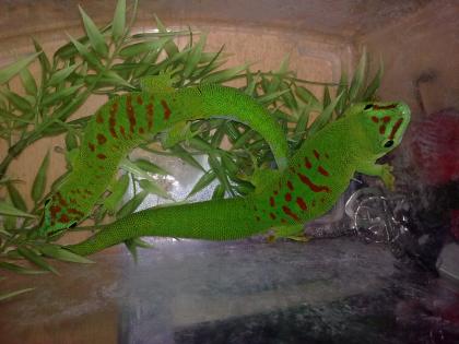 Madagaskar Taggecko Pärchen