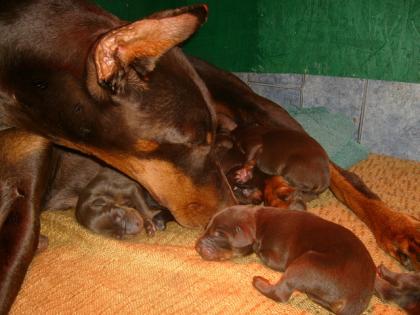 Dobermann-Welpen zu vergeben.