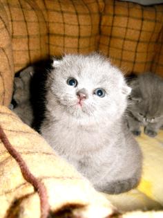 Britisch Kurzhaar Kitten BKH