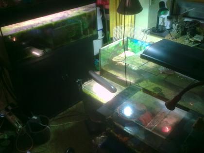 Aquarium Schildkröte Fische Gruppy Platy Zubehör CO2 Anlage