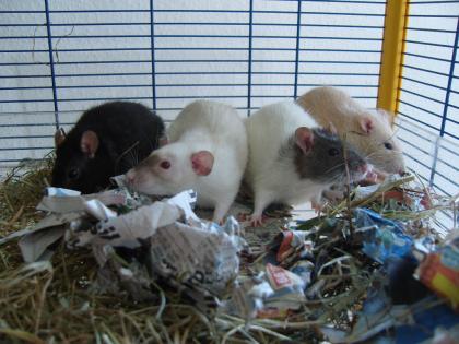 4 süße zahme Ratten abzugeben