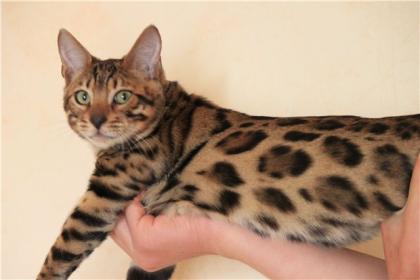 Bengalkatzen Bengalkatze
