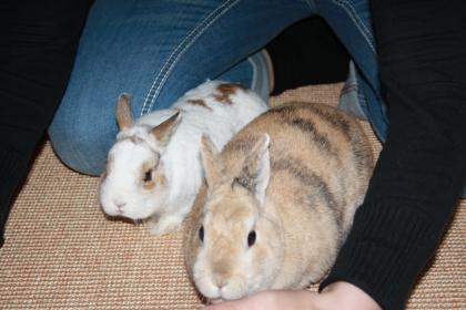 2 Zwergkaninchen abzugeben.