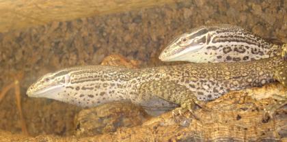 1. 1 Varanus Panoptes Horni / 1. 0 V. Exanthematicus / 0. 2 Boa C. Imperator