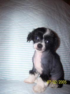 Kleine Chinese Crested Welpen abzugeben