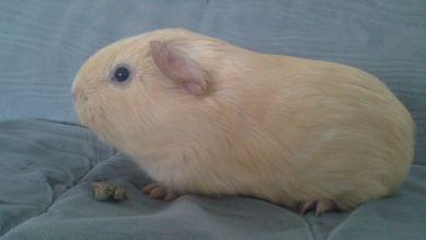 US-Teddy Lunkarya Rosette GH