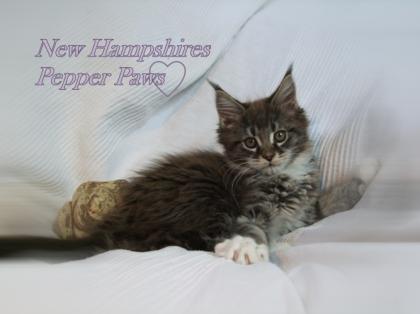 Maine Coon Schmusewuschels suchen ein Zuhause