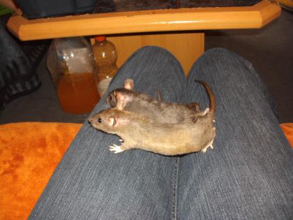 SÜßE REX DUMBO UND STANDART MÄDELS AUS HOBBYZUCHT