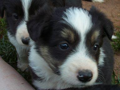 Border Collie Welpen