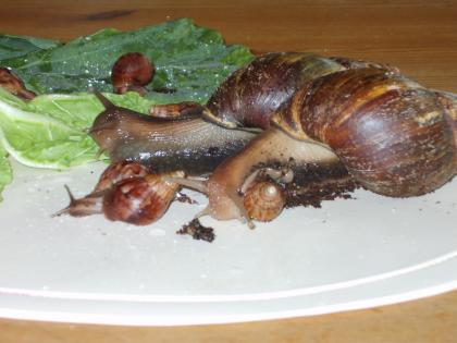 Junge Achatschnecken abzugeben