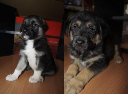 Wir suchen eine Liebevolle Familie kangal-Schäferhund-Mix
