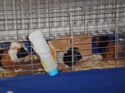 Verschenke drei Meerschweinchen zwischen 1-3Jahre