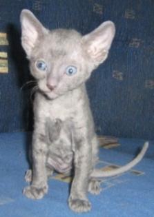 Cornish Rex Baby sucht bald ein neues Zuhause