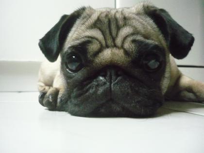 Mops Deckrüde in Stuttgart gesucht