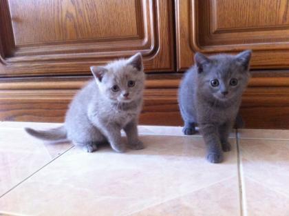 Reinrassige BKH Kitten
