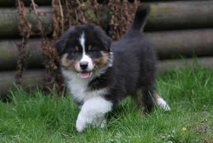 Männlich ledig jung sucht. Aussie Welpe