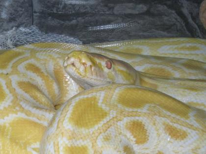 Zoo Reptilien -Center - Chris - immer TOP- ANGEBOTE an Reptilien Vogelspinne