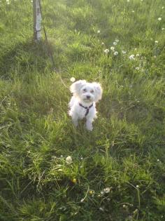 Benno sucht ein neues Zuhause