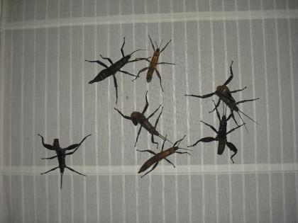 Riesengespenstheuschrecke Eurycantha calcarata