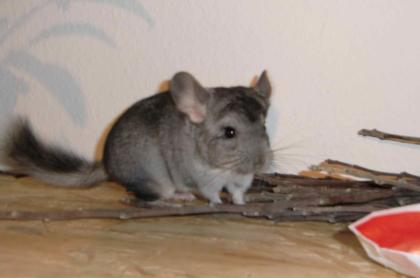 Chinchilla-Weibchen 4 Monate
