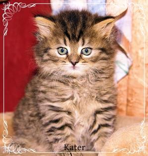 3 süsse British Langhaar Kitten suchen ein liebevolles Zuhause