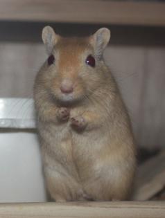 Meine zwei Rennmausmännchen Whiskey und Momo in gute Hände abzugeben