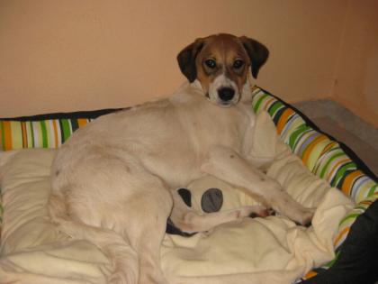Bonjo - lernt schnell und gerne er ist einfach ein Traumhund