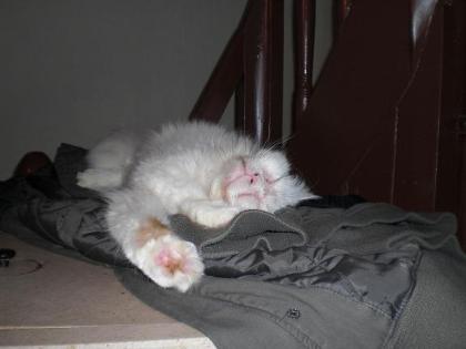 Türkische Angora mit Eisblauen Augen abzugeben