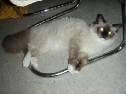 Ragdoll/Persermix Schmusekatzenbabys