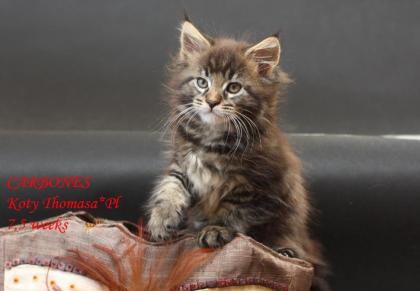 Klassic Maine Coon Kitten-super