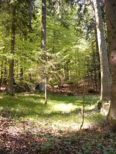 Waldgrundstück Wald Mischwald nähe Waldkirchen zum Kauf /Tausch