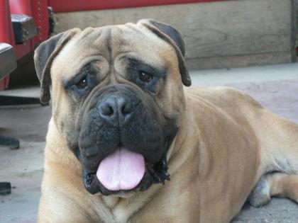 Bullmastiff Rüde mit perfekter genetischer Stammung starkem Knochen und guter