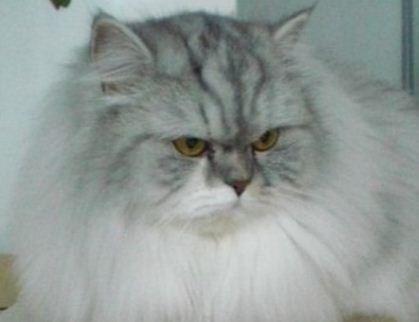 Zauberhafte Perserdame in Silver-Tabby