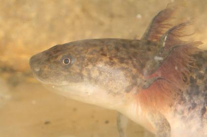 Axolotl Ambystoma mexicanum