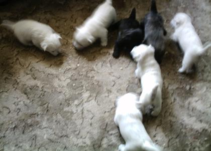 Westie suchen ein neues zu Hause