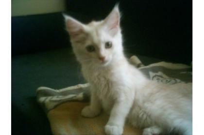 Reinrassiges Maine Coon Kitten ohne Stammbaum