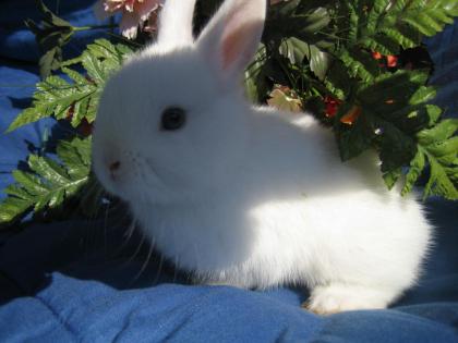Zwergwidder kaninchen baby abzugeben