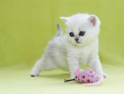 Zuckersüße Kitten Silver Shaded BKH mit Papieren