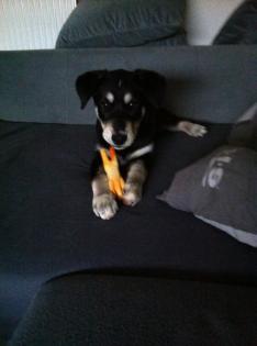 Labrador Husky Mischling -