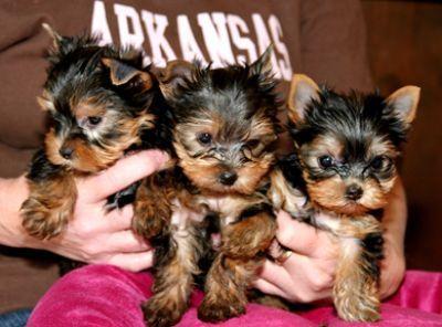 Biete YorkshireTerrier Welpen mit Stammbaum