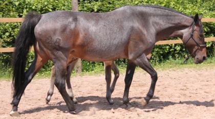 Wunderschöne reinrassige Criollo Stute