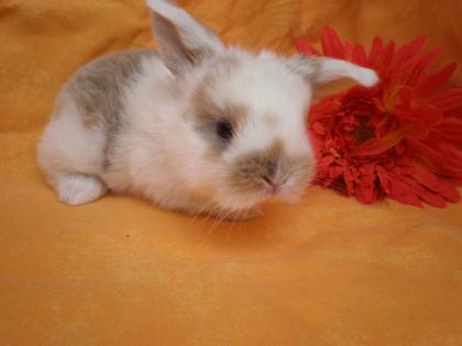 Süße kleine Mini Lops suchen.