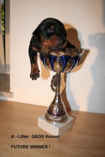 Erstklassige Dobermannwelpen abzugeben