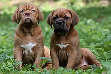 Bordeauxdoggen Welpen mit VDH-Papiere Wurfankündigung