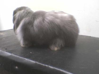 Cashmere kaninchen männlich geboren am 30. 05. 2022 und kastriert