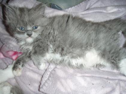 Ragdoll/Persermix Katzenmädchen