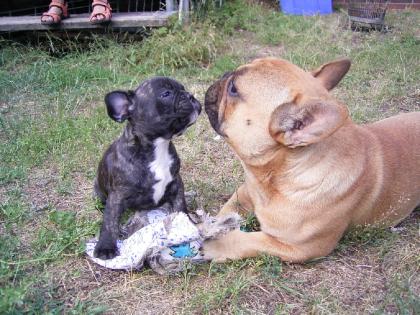Knuffige Muskelpakete-französische Bulldoggen