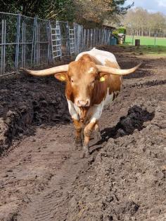 Texas Longhorn Bulle