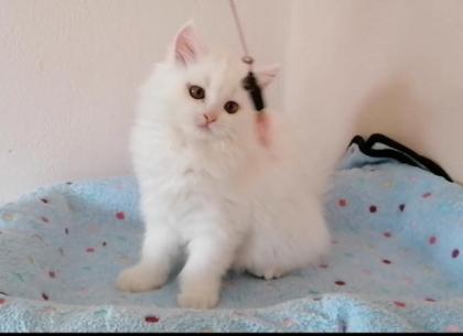Langhaar Perser Kitten Kätzchen