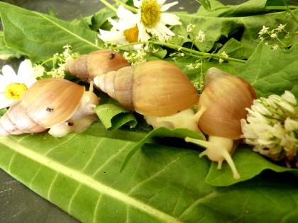 Afrikanische Riesenschnecken - Achatina fulica Vollalbino
